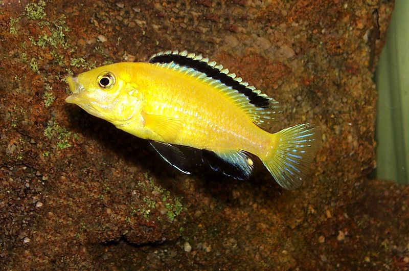 Жёлтый Labidochromis caeruleus крупным планом у камня с хорошо заметной узкой пастью