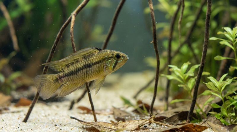 Apistogramma pleurotaenia сбоку: на теле хорошо видна тёмная продольная полоса от головы к хвосту рыбы