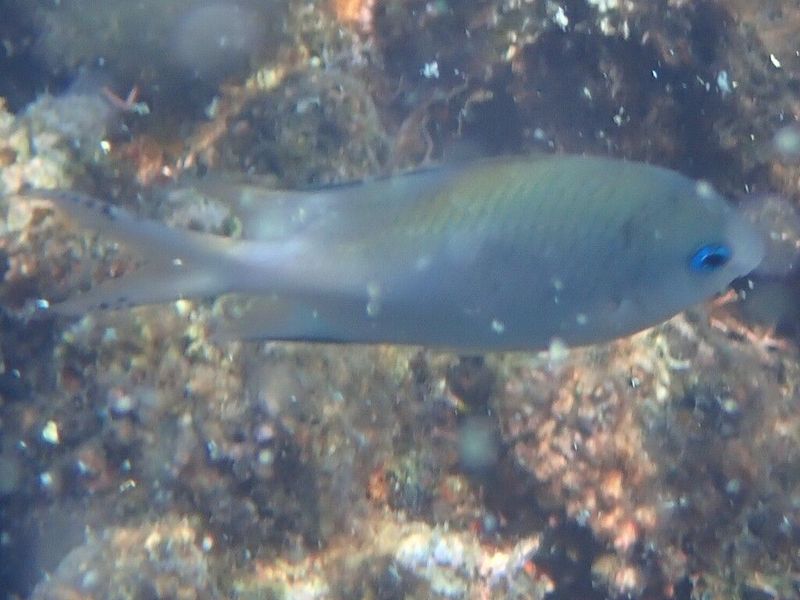 Хромис колючий светлохвостой цветовой морфы над коралловым дном