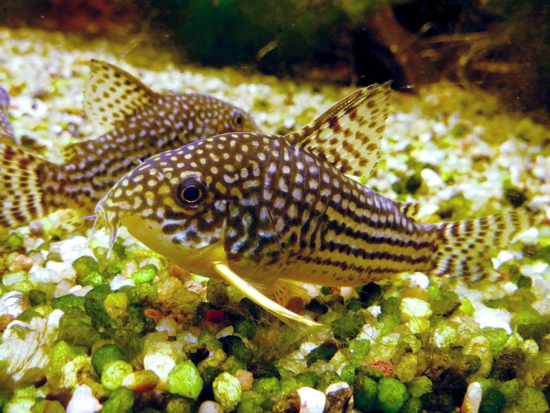 Коридорас Штерба (Corydoras sterbai) в просторном демонстрационном экспозиционном аквариуме зоопарка Вильгельма