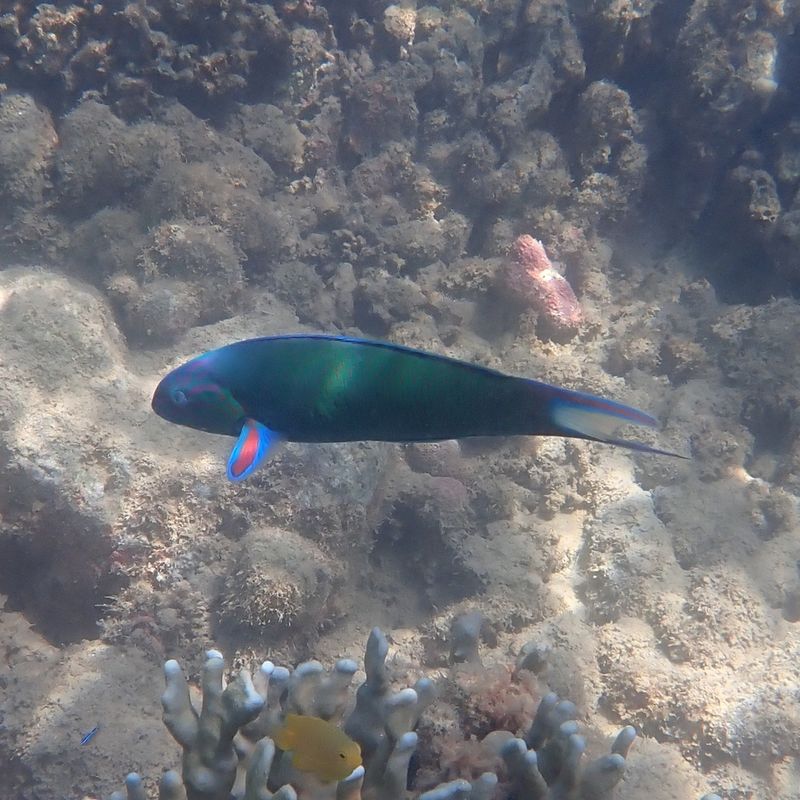 Взрослая лунная талассома (Thalassoma lunare) активно исследует каменистое дно и коралловый риф в поисках корма