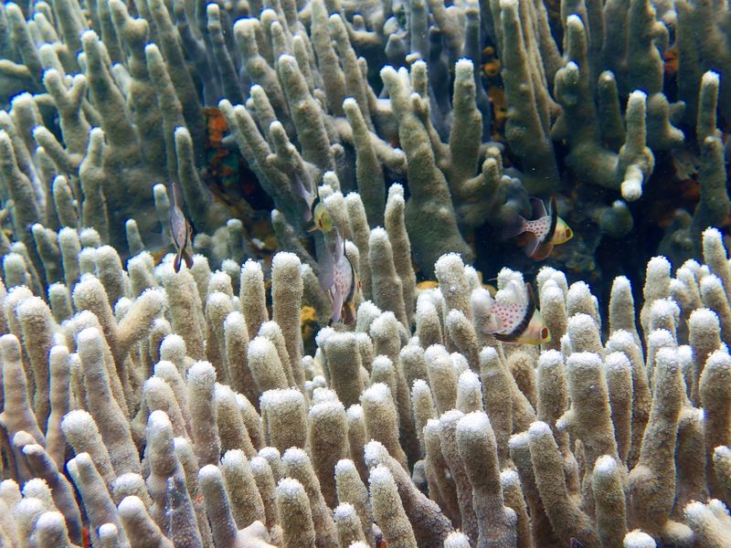 Стайка сферомий пятнистых (Sphaeramia nematoptera) парит над ветвистыми кораллами Porites cylindrica на рифе в Палау