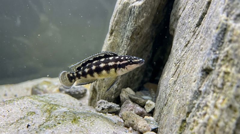 Julidochromis transcriptus у узкой каменной расщелины, подходящей для укрытия и защищённого нереста пары