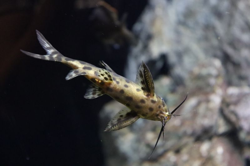 Синодонтис-кукушка (Synodontis multipunctatus) маневрирует в толще воды над скальным рельефом: заметны мощные грудные шипы и уплощённое брюшко